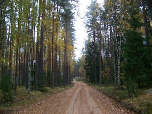 Moosiger Wald (100_0486.JPG) wird geladen. Eindrucksvolle Fotos aus Lettland erwarten Sie.